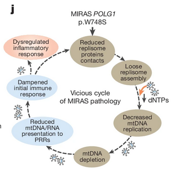 Kuva 3. Working model of MIRAS disease pathology. julkaisun 10 kuva 5 J.