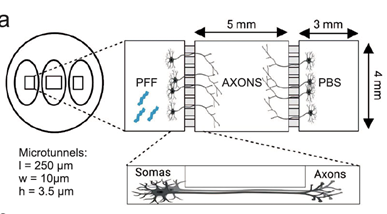 Kuva 4. Engineered circular tripartite and axon elongation cortical models. Julkaisu 11, kuva 2A-D