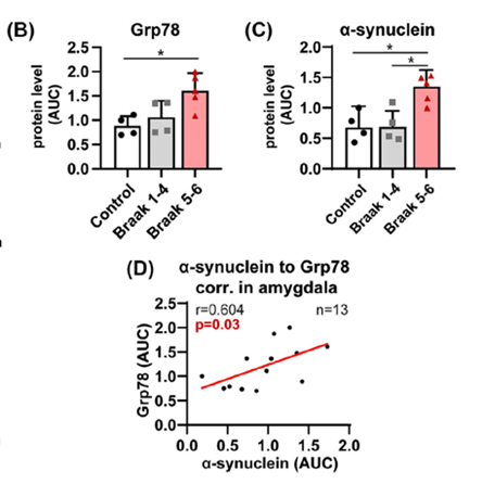 Kuva 1. WB analysis shows that Grp78 is upregulated in LBD patients in the amygdala and its positive correlation with aSyn levels. Julkaisun (6) kuvat 4B-D